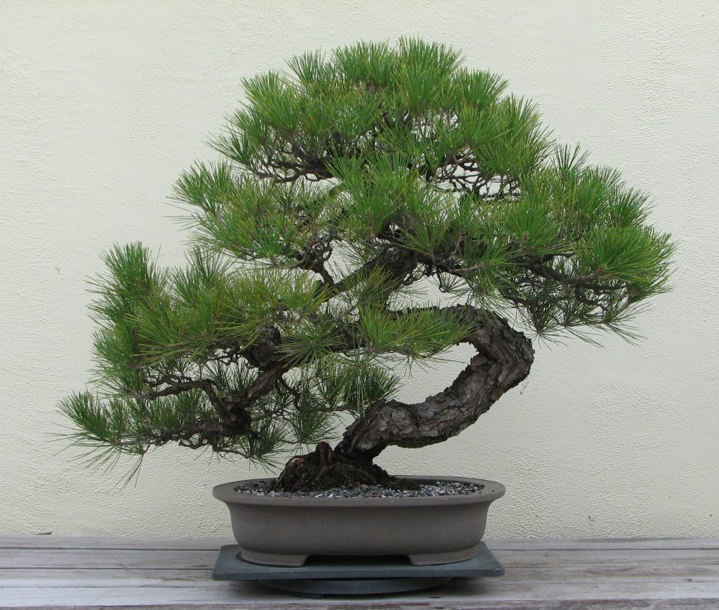 black pine bonsai tree  1024x868