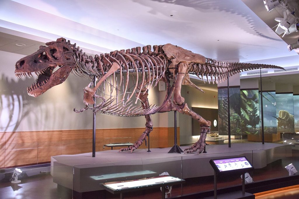 WIKIMEDIA COMMONS Sue the T rex 1024x683
