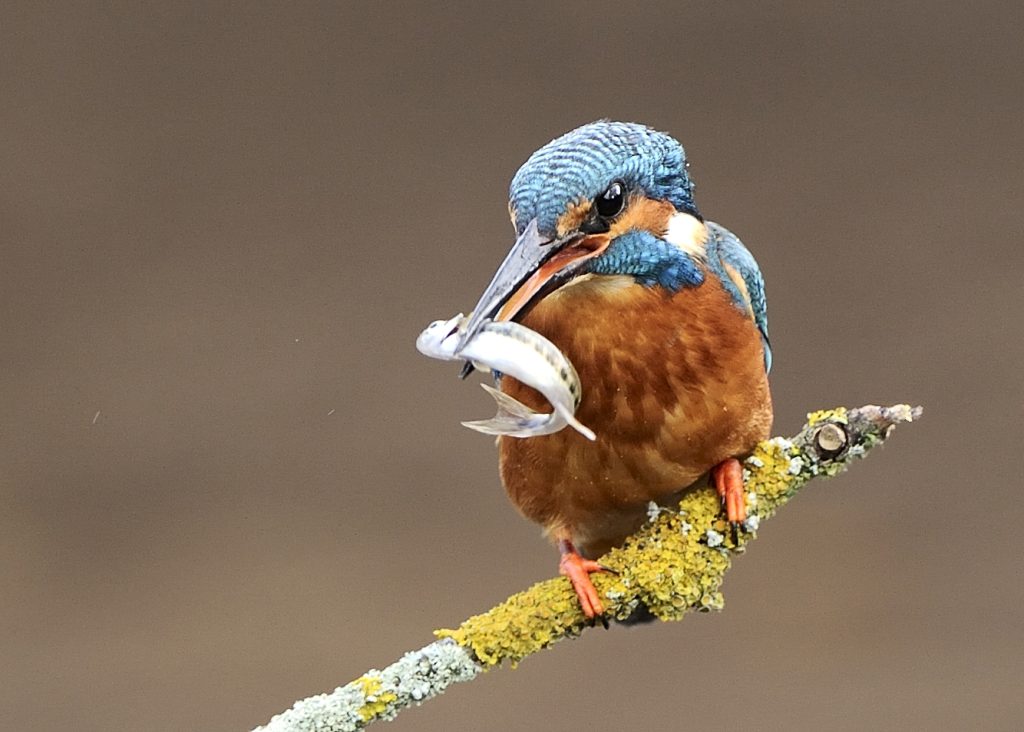 FLICKR Kingfisher 1024x732