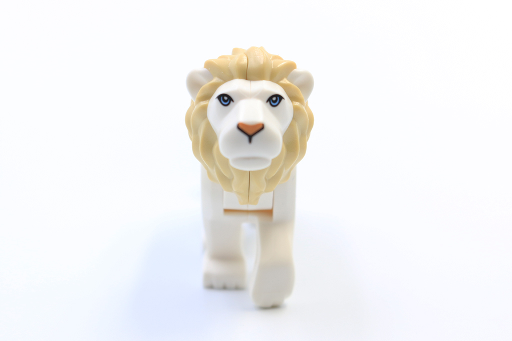 Lion3